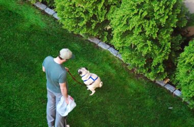 10 Reasons You Need A Pooper Scooper Service in Jacksonville