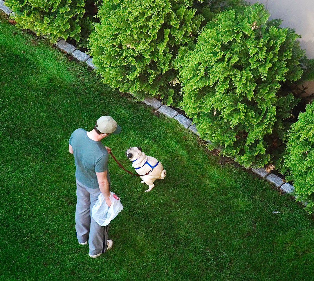 Man Picking Up Pug Dog Poop In Yard