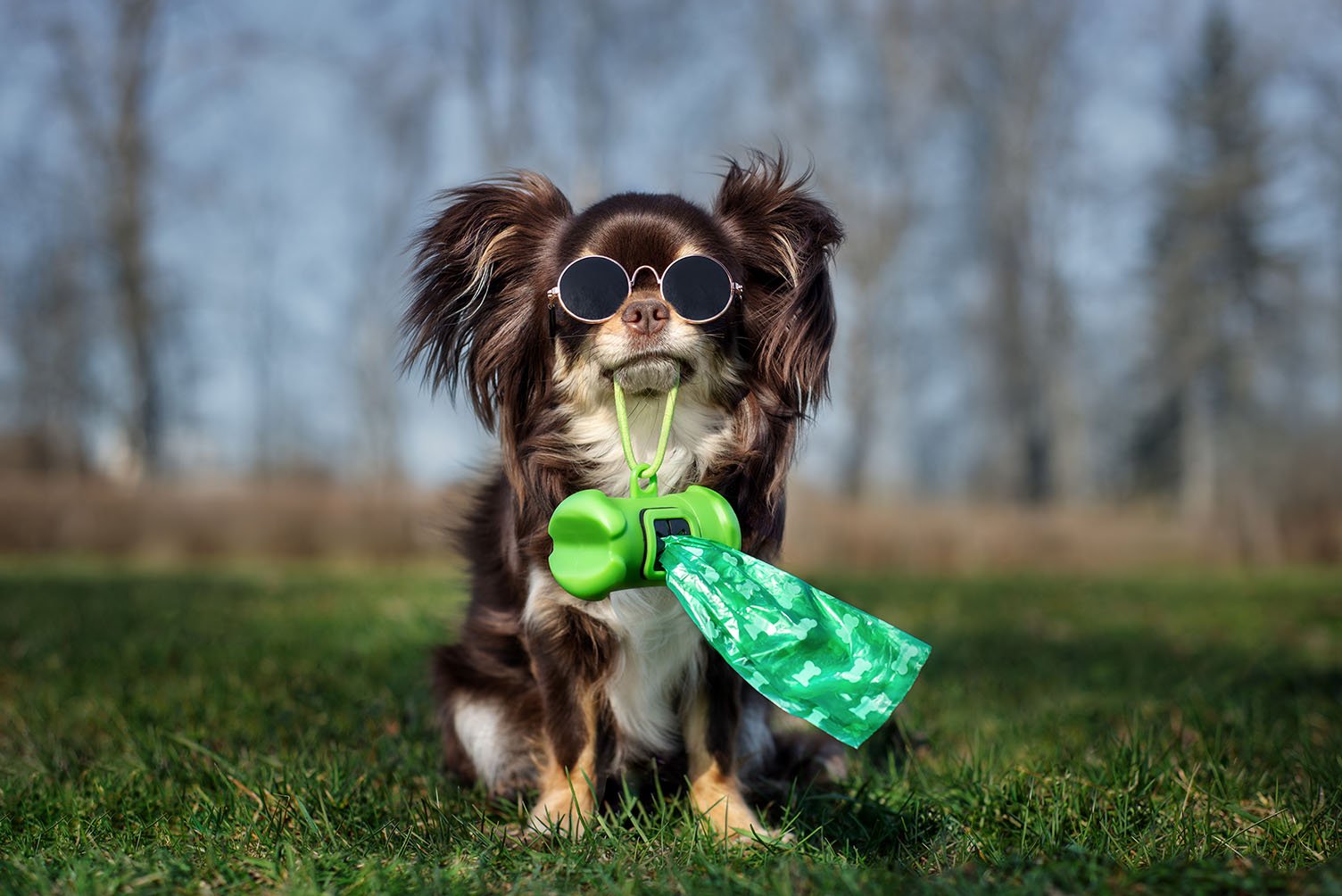 Little dog holding poop bags