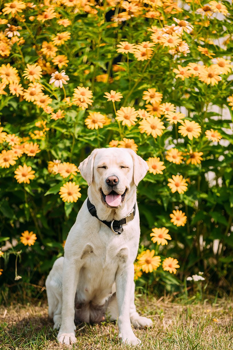 Yellow Lab smiling in front of flowers