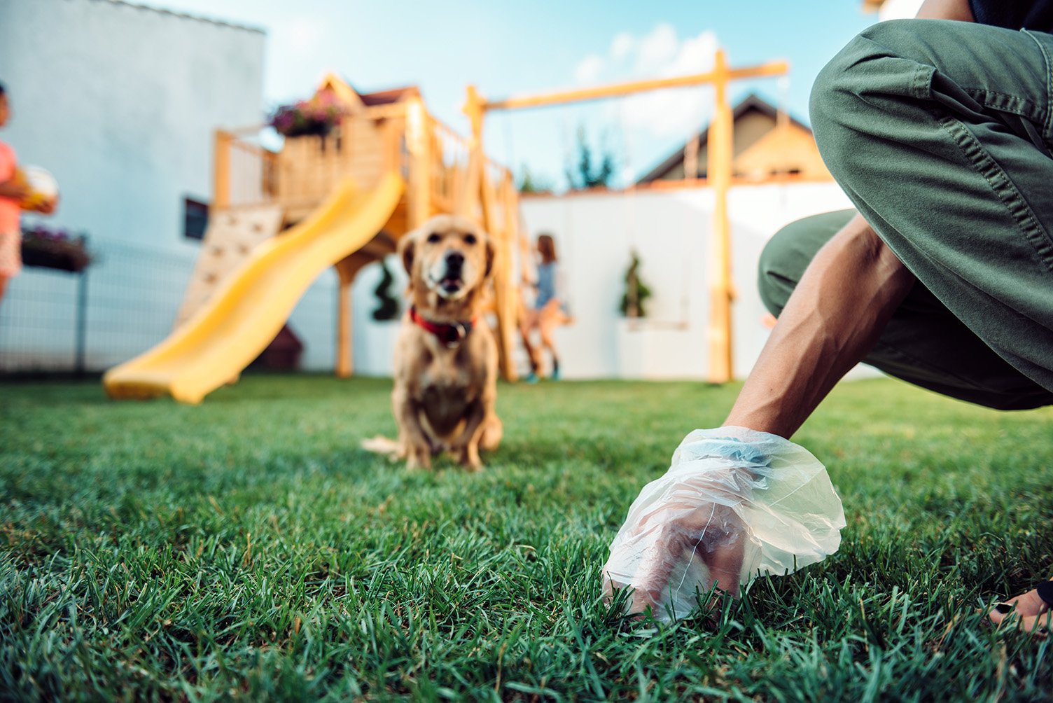 Woman picking up dog poop in yard with dog watching