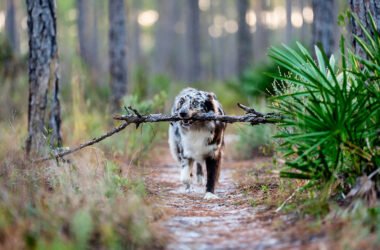 Best Dog-Friendly Hikes in Jacksonville