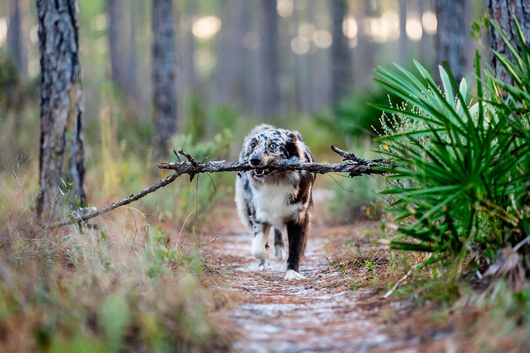 australian shepherd with stick on trail