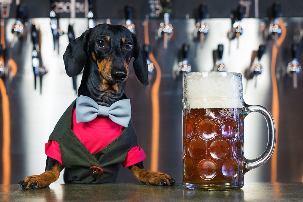 dog wearing bowtie with beer at bar