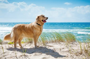 6 Best Dog-Friendly Spots in Jacksonville