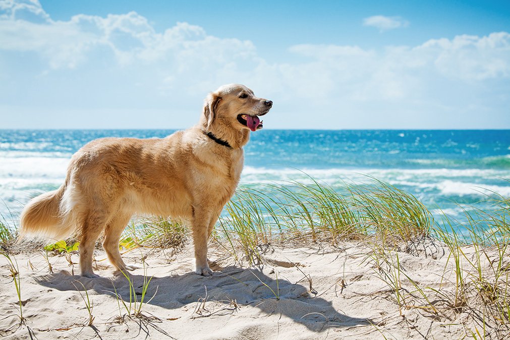 golden retriever on a sandy dune overlooking beach