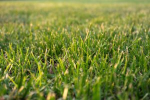 Grass Close Up